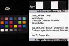 Foto (Objket + Etiketten) von Munitheites sp. 
